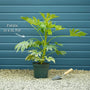 Fatsia japonica Shrubs