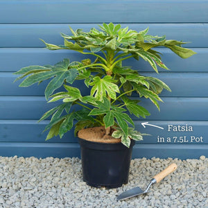 Fatsia japonica 'Spider's Web'® Shrubs