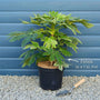 Fatsia japonica 'Spider's Web'® Shrubs
