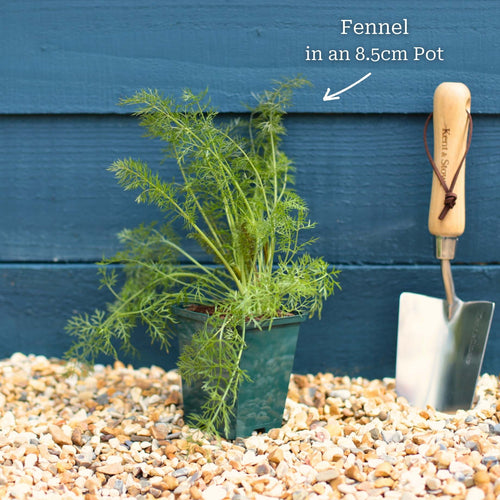 Bronze Fennel Plant Vegetables