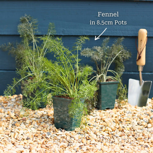 Bronze Fennel Plant Vegetables