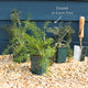 Bronze Fennel Plant Vegetables