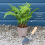 Hard Fern | Blechnum Spicant Perennial Bedding