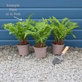 Hard Fern | Blechnum Spicant Perennial Bedding
