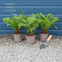 Hard Fern | Blechnum Spicant Perennial Bedding