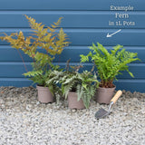 Woodland Fern Collection Perennial Bedding