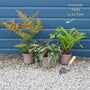 Woodland Fern Collection Perennial Bedding