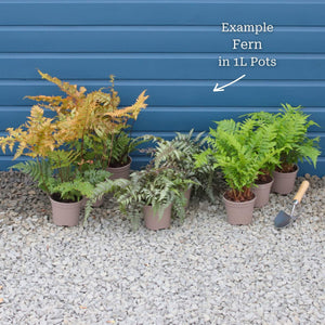 Woodland Fern Collection Perennial Bedding