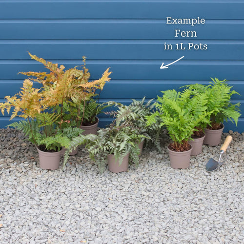 Woodland Fern Collection Perennial Bedding
