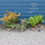 Woodland Fern Collection Perennial Bedding