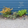 Woodland Fern Collection Perennial Bedding
