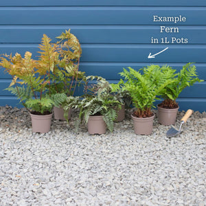 Woodland Fern Collection Perennial Bedding