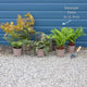 Woodland Fern Collection Perennial Bedding