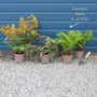Woodland Fern Collection Perennial Bedding