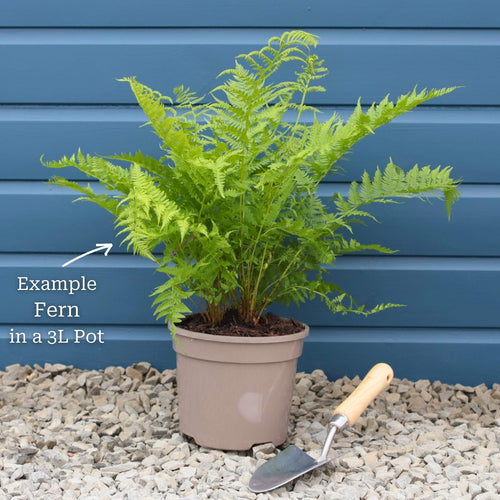 Autumn Fern | Dryopteris erythrosora Perennial Bedding
