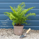 Autumn Fern | Dryopteris erythrosora Perennial Bedding