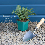 Premium Fern Collection Pond Plants