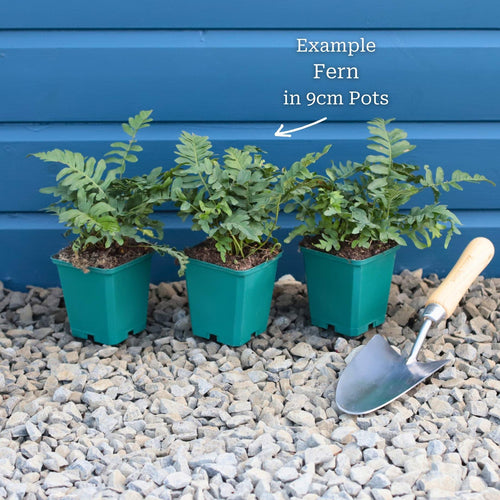 Lady Fern | Athyrium filix femina Pond Plants