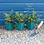 Lady Fern | Athyrium filix femina Pond Plants