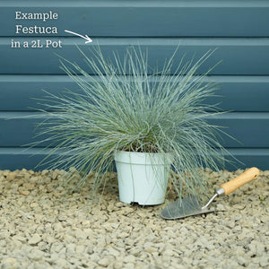 Blue Fescue | Festuca glauca 'Elijah Blue' Perennial Bedding