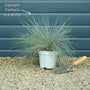 Blue Fescue | Festuca glauca 'Elijah Blue' Perennial Bedding