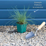 Blue Fescue | Festuca glauca 'Elijah Blue' Perennial Bedding