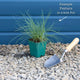 Blue Fescue | Festuca glauca 'Elijah Blue' Perennial Bedding
