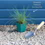 Blue Fescue | Festuca glauca 'Elijah Blue' Perennial Bedding