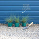 Blue Fescue | Festuca glauca 'Elijah Blue' Perennial Bedding