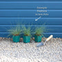 Blue Fescue | Festuca glauca 'Elijah Blue' Perennial Bedding