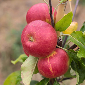 'Fiesta' Apple Tree Fruit Trees