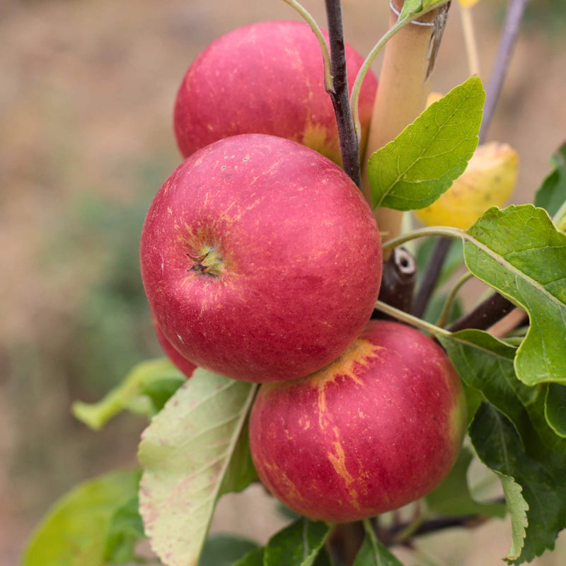 'Fiesta' Apple Tree Fruit Trees
