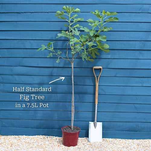 UK Hardy Fig Tree | 'Brown Turkey' Soft Fruit