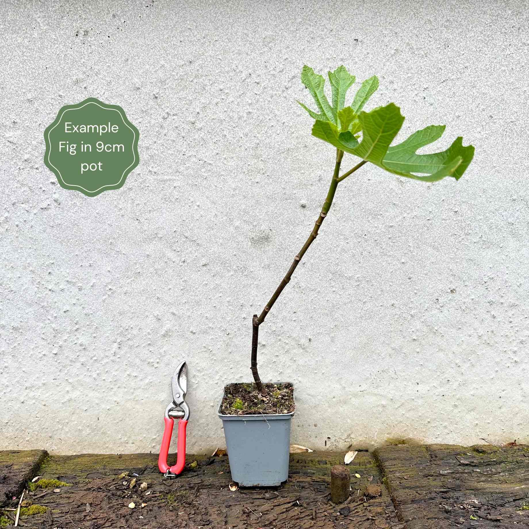 'Brunswick' Fig Tree – Roots Plants