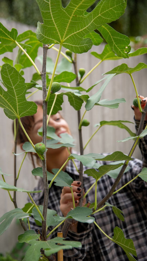 Chloe unboxes a half standard fig tree