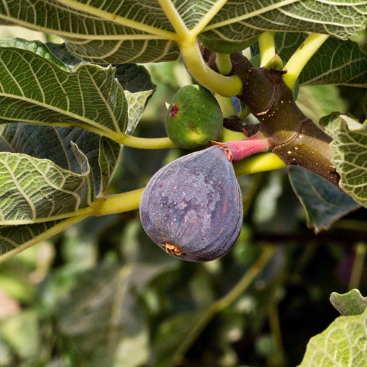 'Ronde de Bordeaux' Fig Tree Mediterranean Fruit Trees