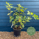 UK Hardy Fig Tree | 'Brown Turkey' Soft Fruit