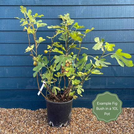 UK Hardy Fig Tree | 'Brown Turkey' Soft Fruit