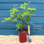 'Brunswick' Fig Tree Soft Fruit