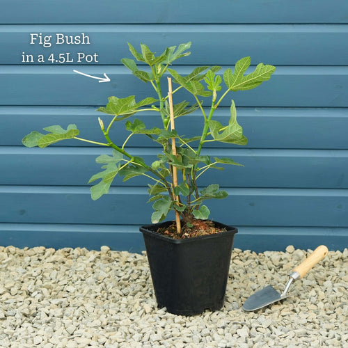 UK Hardy Fig Tree | 'Brown Turkey' Mediterranean Fruit Trees