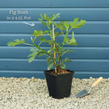 UK Hardy Fig Tree | 'Brown Turkey' Mediterranean Fruit Trees