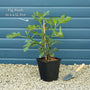 UK Hardy Fig Tree | 'Brown Turkey' Mediterranean Fruit Trees