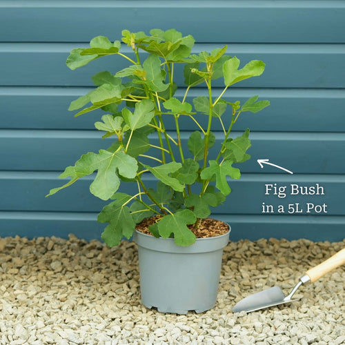 UK Hardy Fig Tree | 'Brown Turkey' Mediterranean Fruit Trees