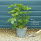 UK Hardy Fig Tree | 'Brown Turkey' Mediterranean Fruit Trees