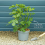 UK Hardy Fig Tree | 'Brown Turkey' Mediterranean Fruit Trees