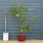 UK Hardy Fig Tree | 'Brown Turkey' Mediterranean Fruit Trees