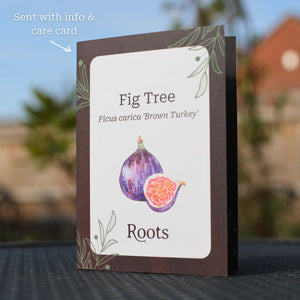 Fig Tree Gift Gift Option