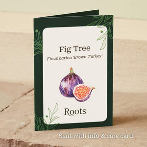 The Fig Tree Gift Gift Option