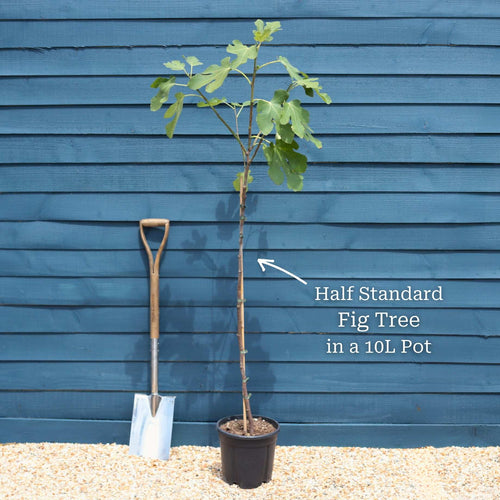 UK Hardy Fig Tree | 'Brown Turkey' Soft Fruit