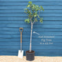 'Ice Crystal' Fig Tree Soft Fruit